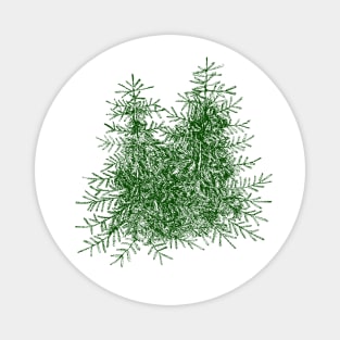 Spruce Trees Magnet